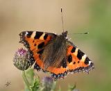 Small Tortoiseshell Butterfly 9Y417D-010